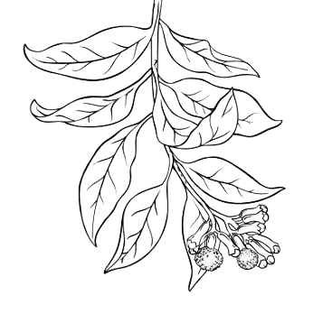 Clove Leaf Drawing